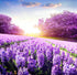 Purple Lavender Fields - Paint by Diamonds